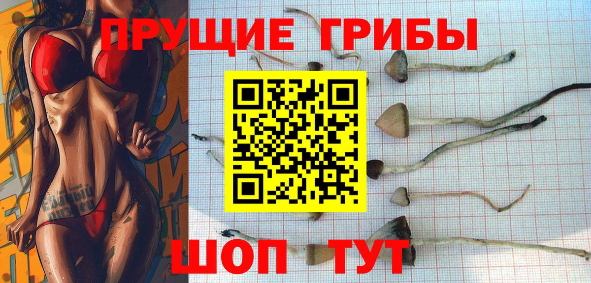 Галлюциногенные грибы прущие грибы  Междуреченск  Псилоцибиновые грибы мицелий 